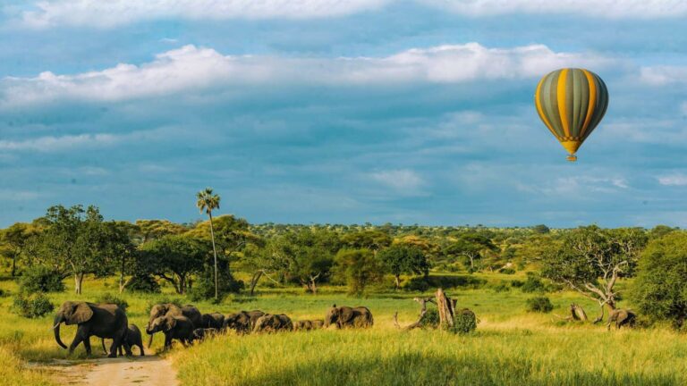 Tanzania Safari & Purify Project Experience | Value $6,500